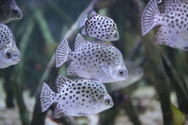 Obóz młodzieżowy, BAŁTYCKA PRZYGODA - Lasertag, wycieczka do Kołobrzegu, a dla chętnych Tropical Islands, Heide Park i Militarna Przygoda. Kolonie 7-13 lat, Obóz 14-18 lat