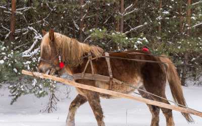 Wycieczka fakultatywna, Kulig